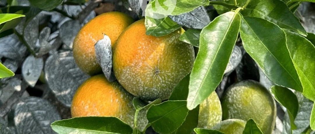 生长不良、霉果和这种害虫有关