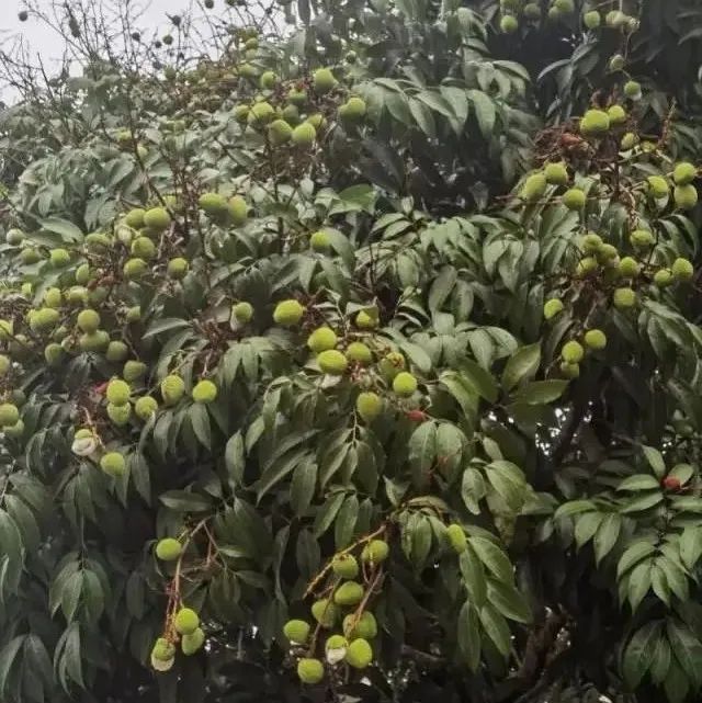 惠州鎮(zhèn)隆三月紅預(yù)計(jì)下月初上市