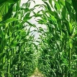 2024年玉米产业形势如何？