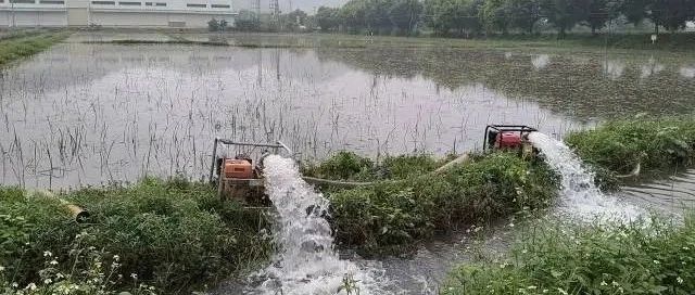 急！新一轮强降雨将至！荔枝、龙眼怎么防灾减灾？