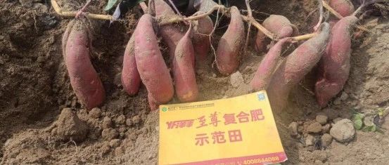 逆勢(shì)生長(zhǎng)！洋豐至尊助力湛江紅薯高質(zhì)高效種植