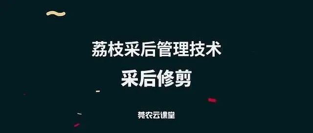 荔枝采后如何修剪，专家讲解视频来了