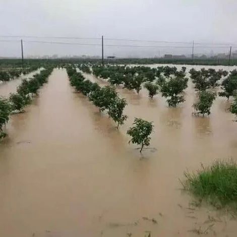 暴雨過(guò)后柑桔園如何應(yīng)對(duì),？