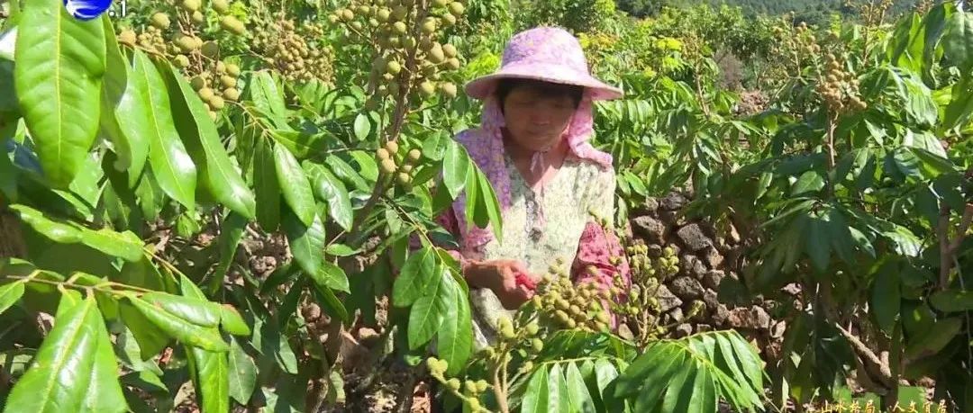 预计明年元旦后上市！莆田“四季蜜”龙眼长势喜人