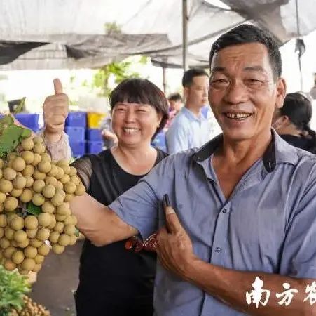 饶平晚熟龙眼八月下旬上市