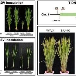 抗四種病毒的水稻新種質(zhì)創(chuàng)制成功