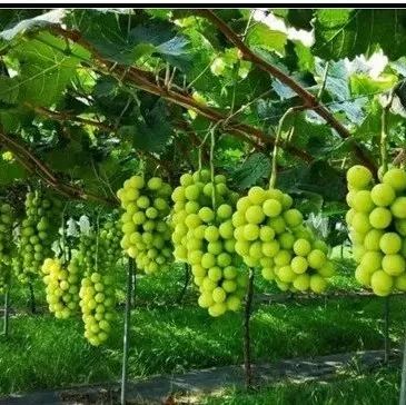【技術(shù)指導(dǎo)】陽光玫瑰葡萄種植管理技術(shù),！管理方式逐漸成熟