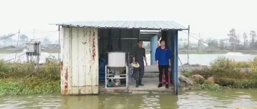 這條村靠一條魚“出圈”,！村民繼承老祖宗手藝做活全產(chǎn)業(yè)鏈,，每天超150噸鱸魚發(fā)往全國(guó)！| 興牧威鱸肝速康特約報(bào)價(jià)