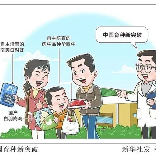 國產(chǎn)白羽肉雞品種市場占有率升至25.1%
