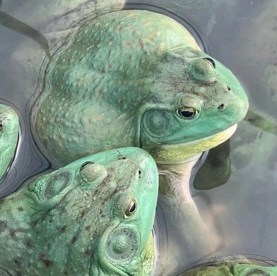 一地開(kāi)展牛蛙養(yǎng)殖專(zhuān)項(xiàng)排查整治,！一養(yǎng)殖場(chǎng)已被清退