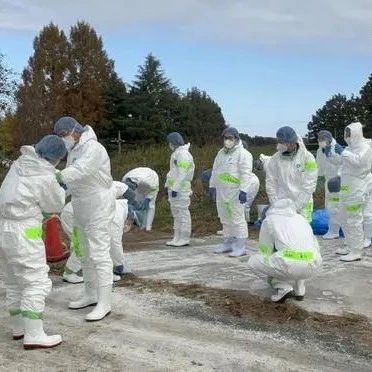 36萬只雞全部被撲殺！日本近三個(gè)月確認(rèn)4起禽流感疫情