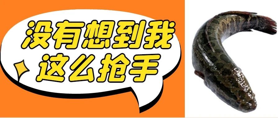 鱼越大越吃香，黑鱼最高统货价10.2元/斤！2斤上五成和七成鱼，统货报价竟相差1元/斤！