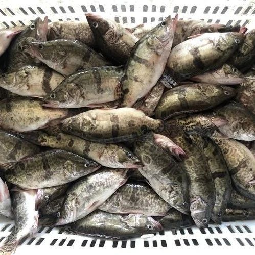 強勢上漲2.5元/斤，機會來了,！風浪越大,，魚越“鱖”？