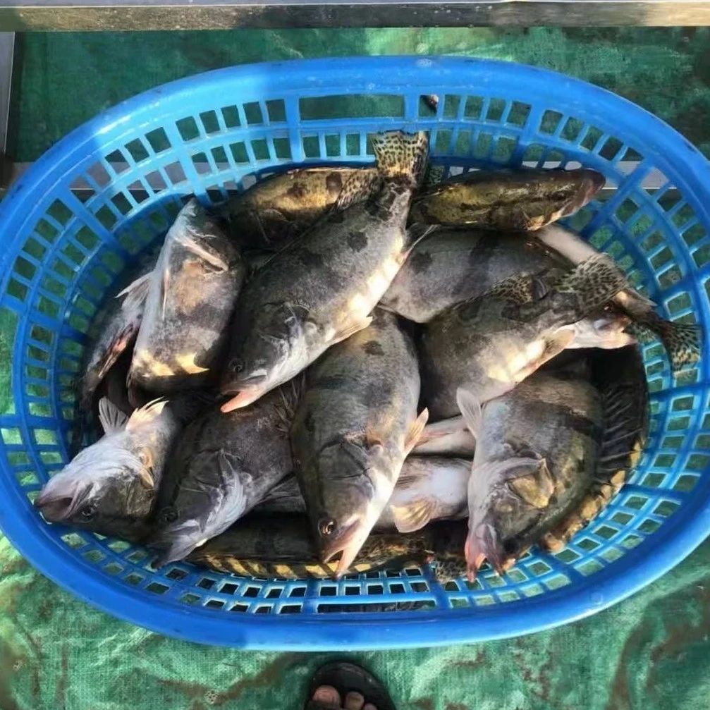 ?趨于穩(wěn)定，最高34元/斤,！接近年底,，飼料鱖還是魚(yú)仔鱖，你選哪個(gè),？
