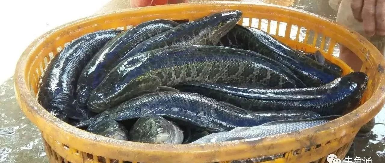 涨超12元/斤！这条“暴富鱼”又回来了！鱼苗卖断货，饲料系数却高达1.6，养殖端全盘盈利了吗？