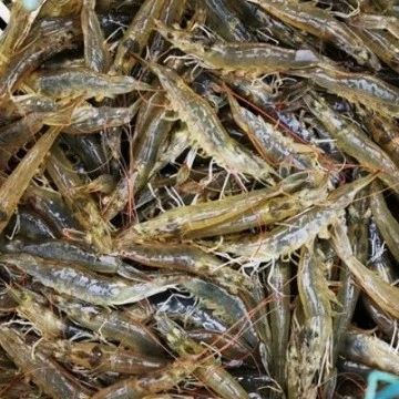 全線暴漲,！30頭飆至37.3元/斤，蝦農(nóng)又看到暴利希望了,？