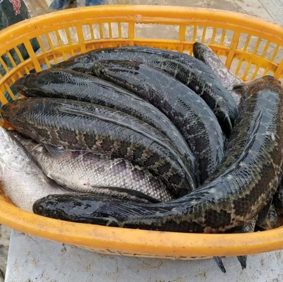 崩塌！2個(gè)月跌超3元/斤,，有人血虧變“無(wú)產(chǎn)人士”,！爛身魚(yú)提前出現(xiàn),，生魚(yú)養(yǎng)戶困境重重……