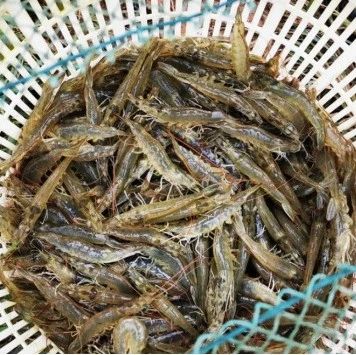 最低僅賣(mài)5.62元/斤,？厄瓜多爾蝦農(nóng)虧哭了,，“低價(jià)蝦”還將沖擊我國(guó)對(duì)蝦行情
