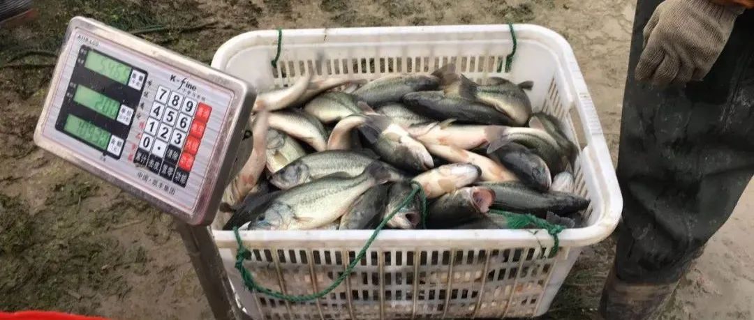上涨0.5元/斤！市场缺大鱼，高温或助推鱼价继续涨 | 旺海特约·加州鲈行情周报