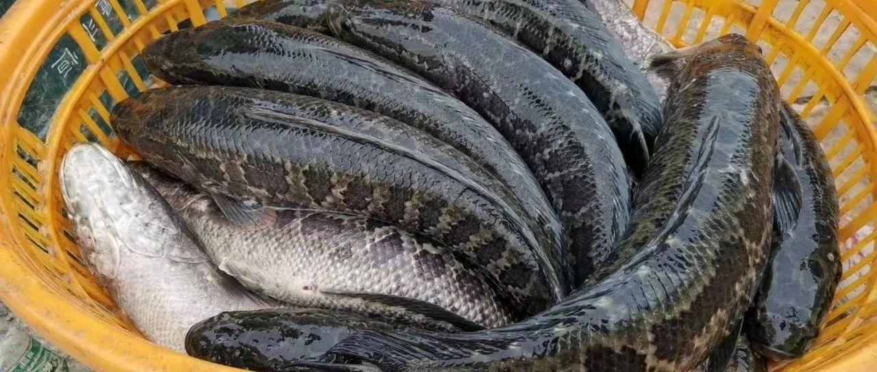 8元/斤！有人開始定春節(jié)生魚,！這條魚要起飛,？今年春苗市場還會一苗難求嗎？