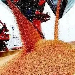 终于跌了！豆粕大跌140元/吨、玉米跌破1.4元/斤！饲料终于要迎来降价潮？