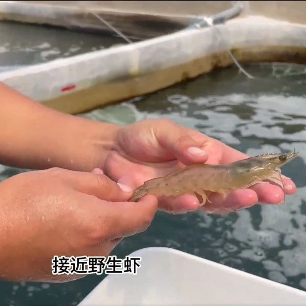 又一工厂化养虾大市崛起！从养多宝鱼到养虾，每平米10斤到25斤，迎来暴富机遇？