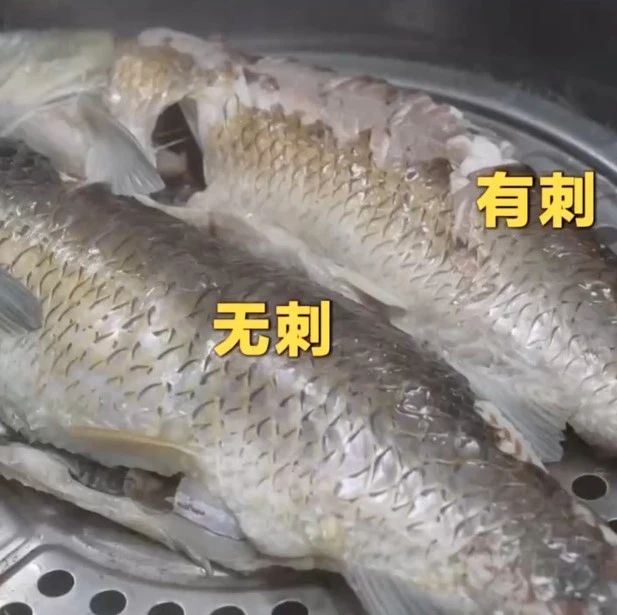 饲料成本更低！蛋白更高！更环保！“无刺”草鱼成功培育~