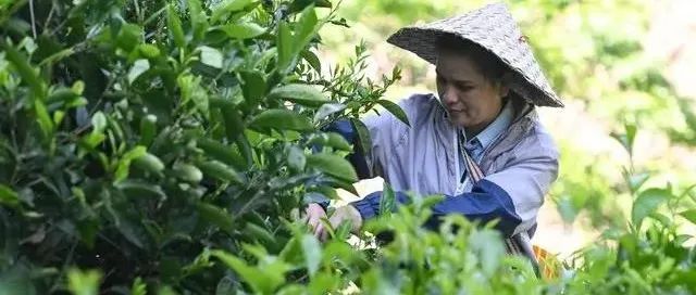 海南五指山市水滿鄉(xiāng)：厚植生態(tài)綠 掘出致富金