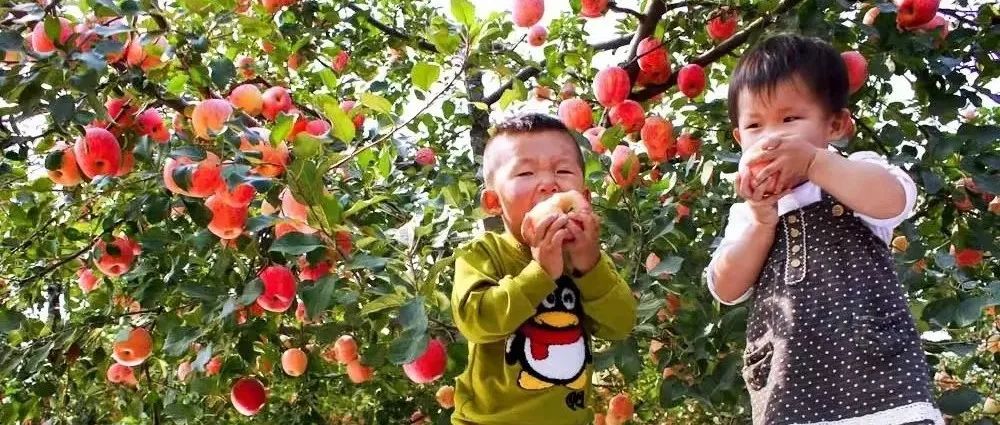 上太空啦,！全產(chǎn)業(yè)鏈融合助力“棲霞蘋果”變身“飛天蘋果”
