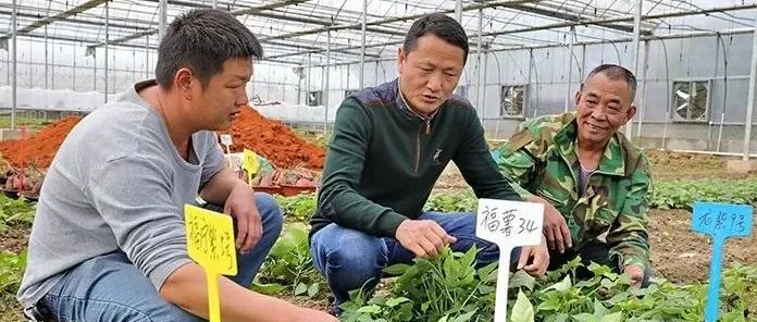 福建連城：產(chǎn)值破百億！小地瓜成富民大產(chǎn)業(yè)