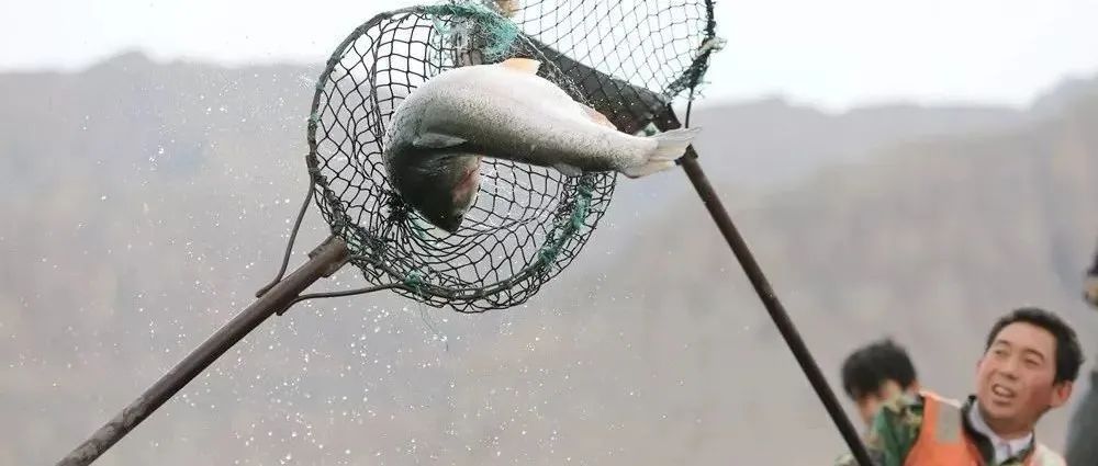 民澤龍羊峽：工業(yè)思維做農(nóng)業(yè),，帶國產(chǎn)三文魚“游”到海外 | 龍頭企業(yè)典型案例