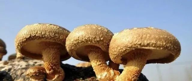 仲景食品：推動西峽香菇產(chǎn)業(yè)化發(fā)展 | 龍頭企業(yè)典型案例
