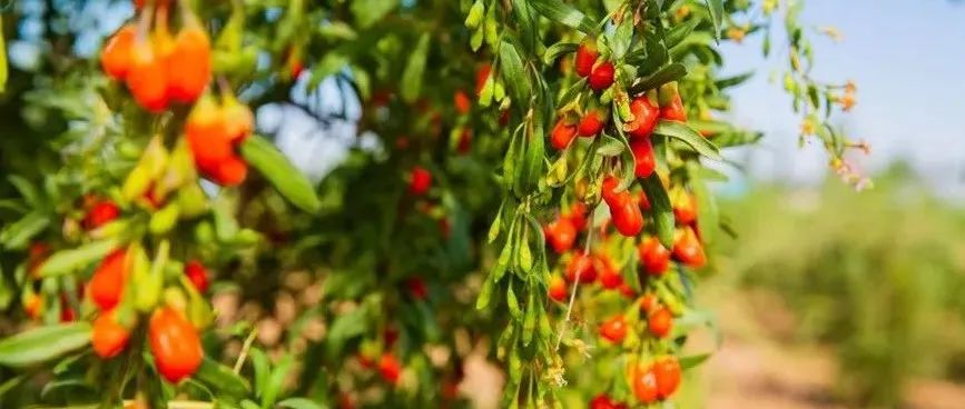 寧夏：以“四化”引領(lǐng)鄉(xiāng)村產(chǎn)業(yè)提質(zhì)增效