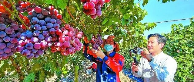 新疆：特色產(chǎn)業(yè)“多面開花”，綻放富民好“錢”景