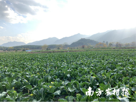 連州菜心基地
