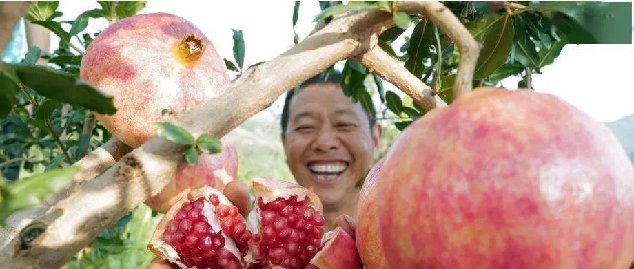 孵產(chǎn)業(yè)、育主體,、搭平臺,！云南蒙自結(jié)出“致富果” | 全產(chǎn)業(yè)鏈典型縣