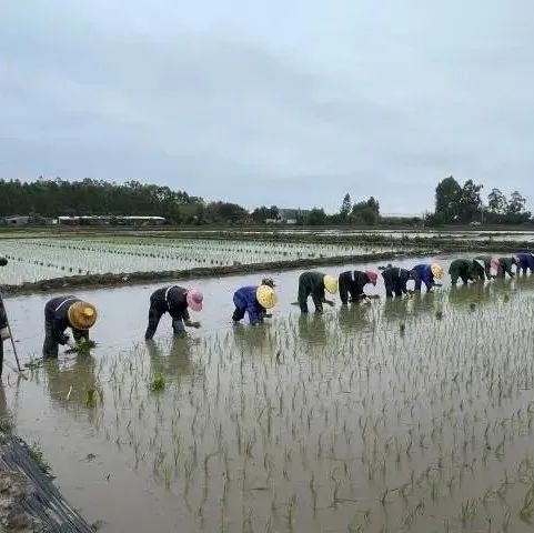 带动农户年增收超亿元的海丰油占米，是怎么“炼”成的？