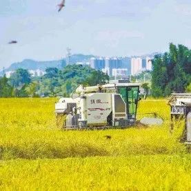 乡村振兴内生发展动力澎湃：聚焦关键环节 强化制度供给