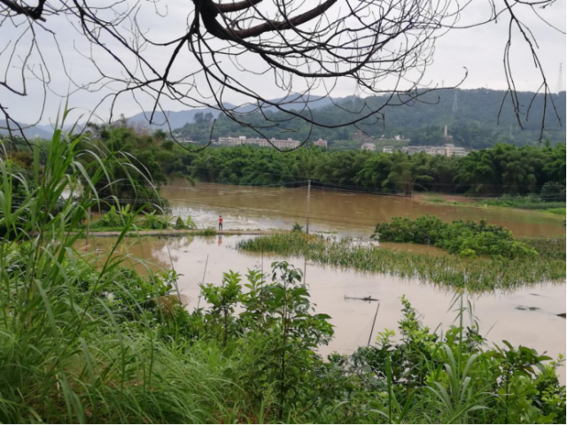 痛心！暴雨致梅州大埔6.6万亩农作物受灾