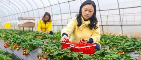 重慶大足區(qū)：立足特色資源,，打造成渝美麗鄉(xiāng)村旅游帶 | 全國(guó)休閑農(nóng)業(yè)重點(diǎn)縣