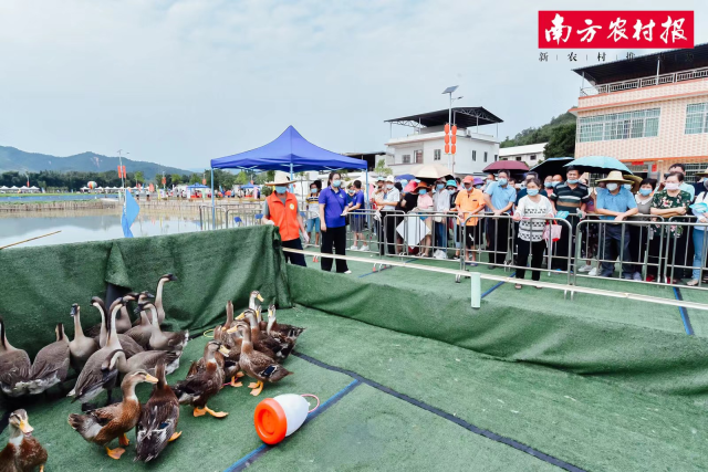“丰”狂刷屏！看广州、珠海、韶关、肇庆、阳江、云浮等地花式庆丰收