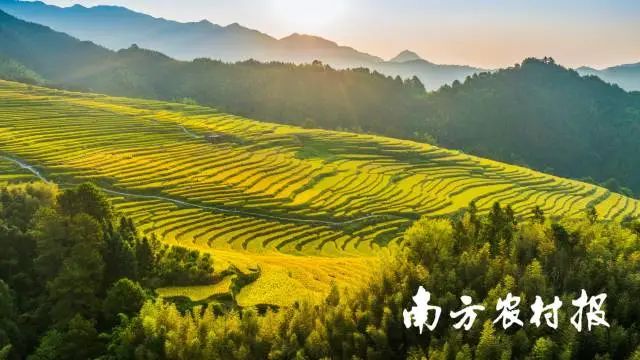 連山梯田