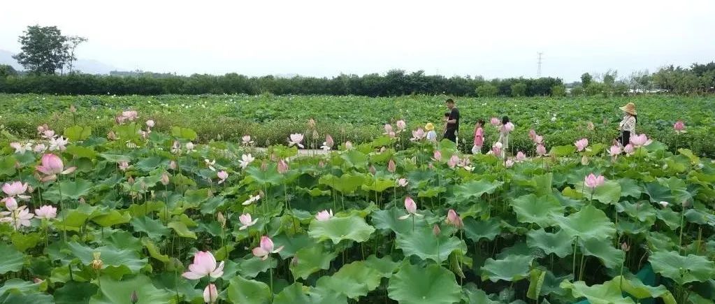 露營訂單同比增長四成,！端午鄉(xiāng)村休閑旅游走俏