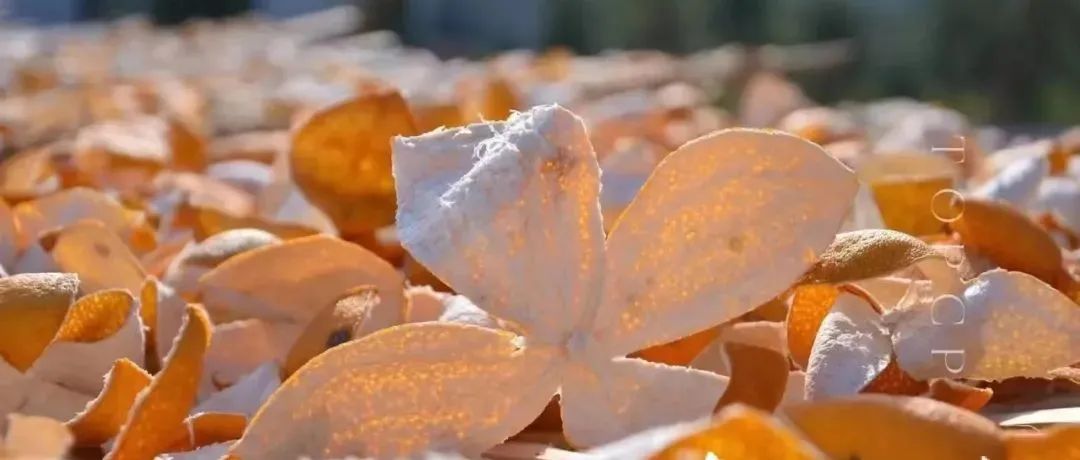廣東省黨代會肇慶團熱議預制菜產(chǎn)業(yè)