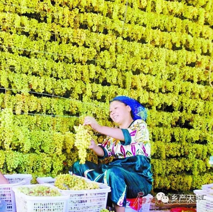 新疆果業(yè)：“讓瓜果香飄四海,，讓農(nóng)民口袋更鼓” | 龍頭企業(yè)典型案例