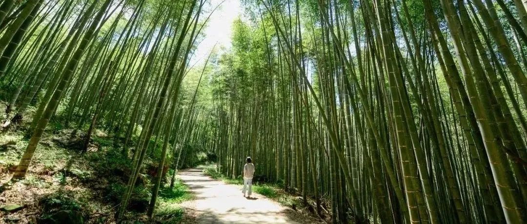 福建南平：一根小竹子,，做出生態(tài)大文章