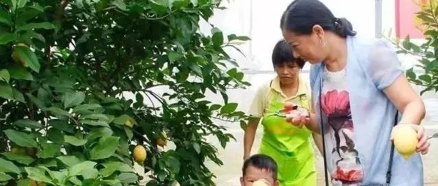 中興綠豐：科技興農(nóng),，打造檸檬民族品牌 | 龍頭企業(yè)典型案例