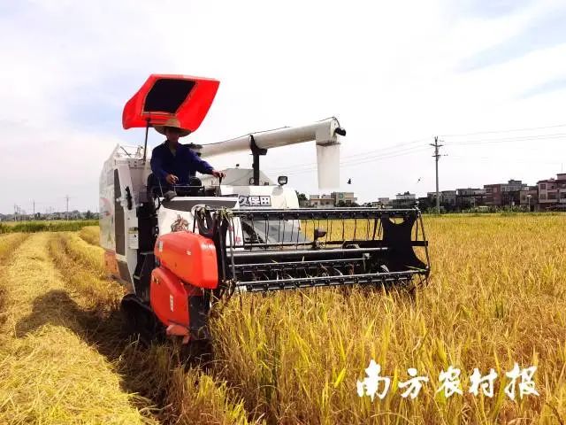 夏粮开镰！广东1300多万亩早稻陆续抢丰收
