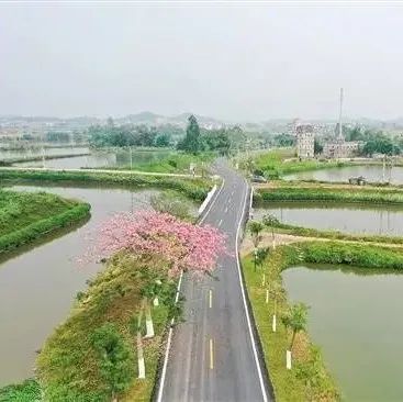 廣東唯一,！開(kāi)平一道路入選“第二屆全國(guó)美麗鄉(xiāng)村路”