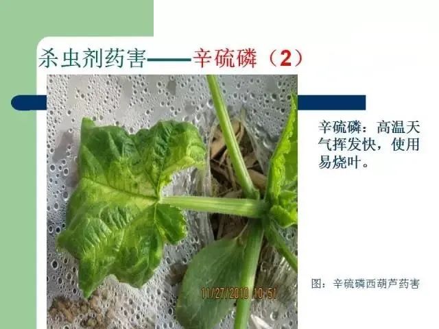 超全农药药害图谱正确区分药害病害肥害和缺素建议收藏